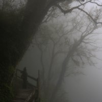 A Bear-y Scary Walk in the Woods - Taiwan Cloud Mountain 2017